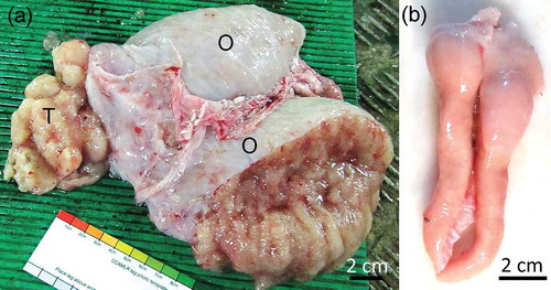 Figure 1. Antarctic toothfish abnormal gonads from (a) the first, bisexual specimen, with the ovaries (O) and testis (T) indicated, and (b) the second specimen, with filiform gonads.