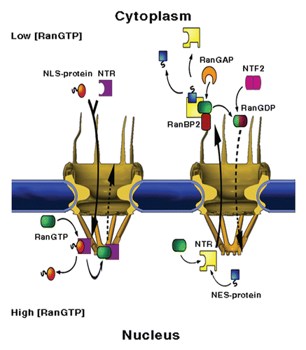 Figure 1 NPC structure and mediated-transport cycles. NPCs fuse the inner and outer membranes of the nuclear envelope (blue), forming aqueous channels that communicate between the nucleus and the cytoplasm. The vertebrate NPC measures about 120 × 90 nm and is made up of ∼30 different proteins, called nucleoporins or Nups, most of which are present in multiples of eight. Associated with the core scaffold of the assembly are eight, ∼50 nm long filaments that protrude towards the cytoplasm and a massive, fish trap-like structure, termed the nuclear basket, which extends about 50 nm into the nucleoplasm. (Left part) Nuclear import. A protein carrying a nuclear localisation signal binds to an import transport receptor in the cytoplasm. Upon reaching the nucleoplasmic face of the pore, binding of RanGTP to the transport receptor frees the latter from FG-repeats in the pore and dissociates the complex. (Right part) Nuclear export. A ternary export complex is formed between a nuclear export receptor, a nuclear export signal-bearing cargo and RanGTP, which typically increases the affinity of export receptors to their cargo. The complex traffics to the cytoplasmic face of the NPC where it is disassembled and the Ran-bound GTP is concomitantly hydrolysed in a process requiring one of two Ran-binding proteins, called RanBP1 and RanBP2 and Ran's GTPase-activating protein RanGAP1. Due to its small size, Ran can, in principle, cross the NPC by passive diffusion. However, to maintain a steep RanGTP gradient across the NE, the transport of GDP-loaded Ran back to the nucleus, where recharging with GTP takes place, is facilitated by a dedicated import receptor called NTF2.