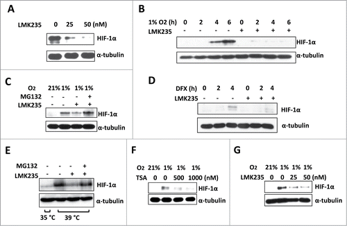 Figure 2. HDAC5 specific inhibitor LMK235 impairs hypoxic accumulation of HIF-1α by ubiquitination-independent pathway. (A) Dose dependent effects of LMK235 on HIF-1α. Hep3B cells were treated with 0, 25 or 50 nM of LMK235 and exposed to 1% O2 for 6 h prior to analysis. (B) Effects of LMK235 on hypoxia-induced accumulation of HIF-1α. Hep3B cells were cultured with DMSO as control (−) or 50 nM of LMK235 (+) in 1% O2 for 0 to 6 h, HIF-1α were examined by Western blotting. (C) MG132 blocks LMK235-triggered reduction of HIF-1α. Hep3B cells were cultured in 1% O2 for 6 h in the presence of 25 nM of LMK235, with or without MG132 (5 μM). (D) LMK235-induced degradation of HIF-1α is hydroxylation-independent. Hep3B cells were treated with DFX (100 μM) for 0 to 4 h in the presence or absence of LMK235 (25 nM). (E) LMK235-triggers ubiquitination-indepdendent degradation of HIF-1α. TS20 cells with temperature sensitive ubiquitin activating enzyme E1 were cultured at 39°C for 6 h with or without LMK235. The LMK235-triggered degradation was blocked by MG132 (5 μM). (F-G) Dose-dependent effect of HDACIs on HIF-1α in cardiomyocyte. H9c2 cells were cultured with 0, 500 or 1000 nM of TSA (F), or 0, 25 or 50 nM of LMK235 (G), and exposed to 1% O2 for 6 h prior to analysis for HIF-1α.
