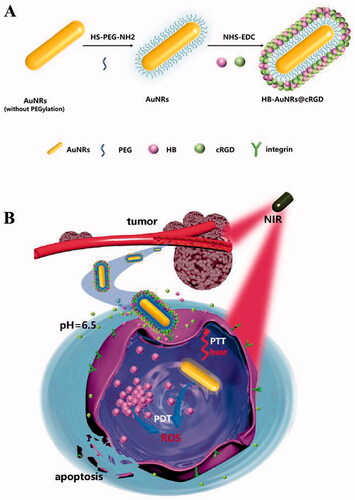 Scheme 1. (A) Schematic illustrations of formation of HB-AuNRs@cRGD. (B) Mechanism of combined photothermal (PTT) and photodynamic therapy (PDT) by a single 660 nm laser irradiation.