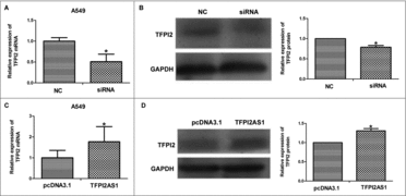 Figure 7. TFPI2AS1 is positively associated with the expression level of TFPI2 in A549 cells. A549 cells were transfected with siRNA or pcDNA3.1/TFPI2AS1-full. TFPI2 mRNA level was measured by qRT-PCR assay (A and C). TFPI2 protein level was determined by Western blotting assay (B and D). GAPDH was regarded as endogenous normalize. *P < 0.05 vs control group. Data are expressed as the mean ± SD of the experiments performed in triplicate.