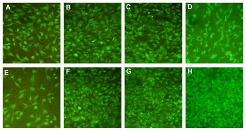 Figure 8 DioC18 staining of endothelial cells on the luminal surface of scaffolds (200×). (A-D) are photographs of endothelial cells on the luminal surface of unmodified scaffolds after incubation for one, 4, 7 and 10 days, respectively. (E-H) are photographs of endothelial cells on the luminal surface of heparin/DHI-modified scaffolds after incubation for one, 4, 7 and 10 days, respectively.Abbreviation: DHI, dihydroxy-iron.