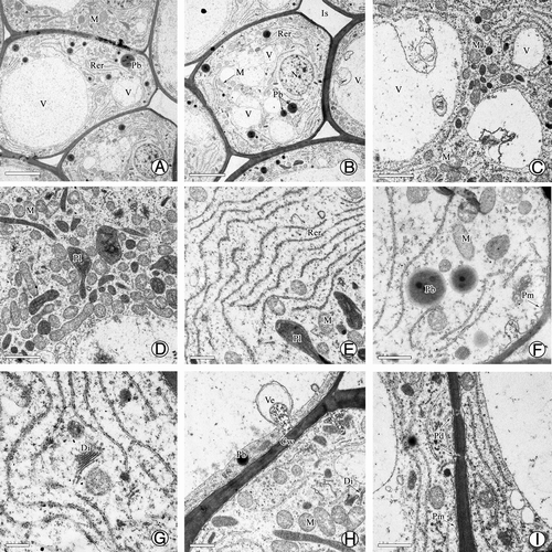 Figure 4. Ultrastructure of nucellar apex cells in G. biloba. (A, B) Nucellar apex cells; (C) Vacuome consisting of variously sized vacuoles; (D–G) Dense cytoplasm with abundant mitochondria, endoplasmic reticulum, protein bodies, and dictyosomes; (H) Vesicles near cell wall; (I) Plasmodesma connecting protoplasts of nucellar cells. Cw, cell wall; Di, dictyosome; Is, intercellular spaces; M, mitochondria; N, nucleus; Nu, nucellus; Pb, protein body; Pd, plasmodesma; Pl, plastid; Pm, plasma membrane; Rer, rough endoplasmic reticulum; V, vacuole; Ve, vesicle. Scale bars (A, B) = 5 μm; (C, D) = 2 μm; (E, F, G, I) = 1 μm; H = 0.5 μm.