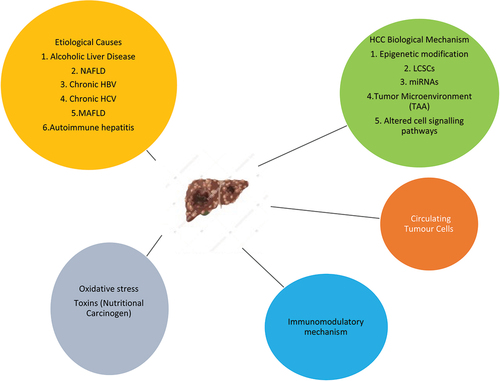 Figure 1. Summary of HCC progression mechanism.