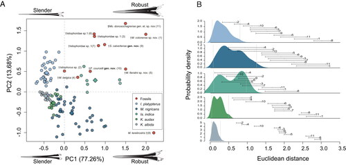 Figure 10. A, PCA morphospace for MAR obtained values from 110 modern marlin individuals distributed in five extant species and 11 fossil specimens. B, probability density function for five modern marlin species and its probabilistic associations with fossil specimens based on the PCA analysis. The PCA explains 90.9% of total variation in the first two axes. In B, the numbers correspond with those in the PCA analysis for species names. Grey lines are the 95% confidence intervals for extant species and the lines represent the distances of each fossil individual. For the three individuals identified as Istiophoridae sp. 1 the correspondence between the numbers in parenthesis and the collection number is: MAUL 57/1 (3), MUPPAN– STRI 31291 (6) and OCPC 31001 (7).