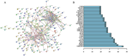 Figure 5 Protein–protein interaction (PPI) network analysis. (A) PPI network of the brown module target genes. (B) Total of 30 genes with the highest connectivity in the PPI network built based on genes in the brown module (Degree >20).