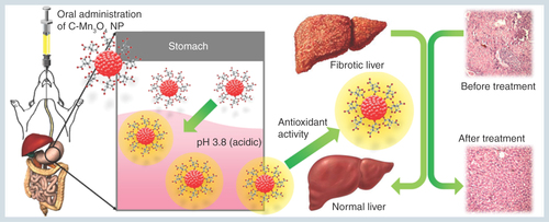 Figure 9.  Schematic representation of the nano-therapy using C-Mn3O4 nanoparticles.Oral administration of C-Mn3O4 nanoparticles recovers liver from severe fibrotic damage caused by chronic CCl4 administration. Acidic condition in stomach increases the antioxidant activity of C-Mn3O4 nanoparticle which in turn reduces the oxidative stress and subsequent recovery of liver takes place.