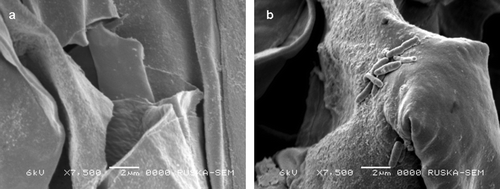 Figure 2.  Scanning electron microscopy of wheat plant showing the presence of bacterial cells on the root surface (a) uninoculated; (b) inoculated; arrows indicate the presence of bacteria.