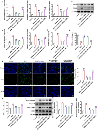 Figure 6 Esculetin activates SIRT3/AMPK/mTOR signaling to relieve inflammation, oxidative stress and apoptosis in H/R cell model. (A) RT-qPCR examined the mRNA levels of TNF-α, IL-1β and IL-6. (B and C) Western blot analysis examined the protein expression of iNOS and COX2. Related kits examined (D) MDA content and (E) SOD activity. (F) TUNEL assay measured apoptosis. (G) Caspase 3 activity assay examined caspase 3 activity. (H) Western blot analysis of the expression of apoptosis-associated proteins. ***p<0.001 vs Control; ###p<0.001 vs H/R; @@p<0.01, @@@p<0.001 vs H/R+Esculetin+shRNA-NC.