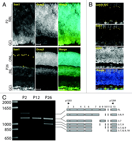 Figure 3. Expression pattern of Sun1 in the developing retina. (A) Immunolocalization of Sun1 in P2 (top) and P26 (bottom) retinas counterstained with DRAQ5. Scale bars: 25µm. (B) P26 retinas costained with LaminA/C and Sun1 and counterstained with DAPI. Scale bars: 10µm. (C) The alternative splicing of exons encoding the nucleoplasmic region of Sun1 is modulated during retinal development. RT-PCR of P2, P12 and P26 retina total RNA. Alternatively spliced isoforms of Sun1 transcripts and primer locations (black arrows) are depicted on the right. Cones and horizontal cells are marked with arrows and arrowheads, respectively.