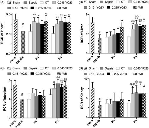 Figure 3. Effect of YQ23 on respiratory control rate of vital organ mitochondria in sepsis rats. Data represent the mean ± SD of eight observations. (A) RCR of heart mitochondria; (B) RCR of liver mitochondria; (C) RCR of intestine mitochondria; (D) RCR of kidney mitochondria. #p < .05 vs. Sham; *p < .05 and **p < .01 vs. CT at the same time point; @p < .05 and @@p < .01 vs. 3 h in the same treatment group. Sham: Sham Operated; S: Sepsis; CT: conventional therapy; 0.045 YQ23 = 0.045 g/kg YQ23; 0.15 YQ23 = 0.15 g/kg YQ23; 0.225 YQ23 = 0.225 g/kg YQ23; WB = whole blood.