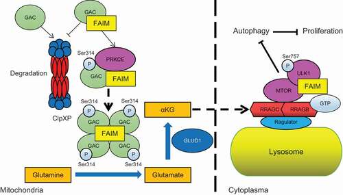 Figure 8. The proposed working model for the regulation of autophagy by FAIM.