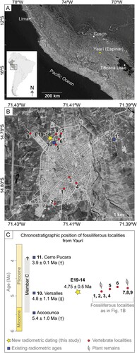 FIGURE 1. A, location of Yauri city (Espinar) in relation to other landmarks in southern Peru. B, map of Yauri (Espinar) indicating sampled tuff (star, E19-14), existing radiometric dates (squares), and known fossiliferous localities (dots) as follows: 1, Santísima Cruz [MUESP 21]; 2, Alto Huarca; 3, Huacracanto [MUESP 10]; 4, Huisaccollana [MUESP 11/ESP 9-1]; 5, Villa Versalles [MUESP 4, MUESP8, MUESP 9/ESP6]; 6, AAHH A A Cáceres [MUESP 20]; 7, Estadio [MUESP 3]; 8, NW-Estadio [E19-13]; 9, Los Angeles; 10, Versalles tuff (Martínez et al., Citation2020); 11, Cerro Pucará (Kar et al., Citation2016). C, chronostratigraphic position of fossiliferous localities (numbers as in inset B) and existing radiometrically dated tuffs from Member C (†Kar et al., Citation2016; ‡Martínez et al., Citation2020). Maps sources: 30 arc-second DEM of South America (Data Basin Dataset), U.S. Geological Survey's Center for Earth Resources Observation and Science (EROS).