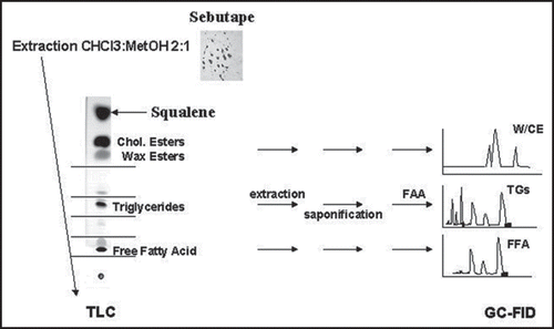 Figure 2 Fractionation of lipid classes and fatty acid analysis (FAA). Sebutapes were lipid extracted and the lipid extract was spotted on TLC where fractionation of the major lipid classes took place. The three major lipid fractions (FFA, TG, WE/ChoE) were subsequently prepared for GC-FID analysis.