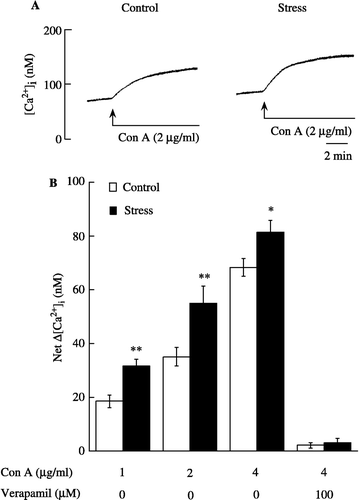 Figure 1 (a) Time course of changes in [Ca2 + ]i in response to Con A (2 μg/ml) in splenic lymphocytes from control and acute restraint-stressed mice; (b) effects of Con A and Con A plus verapamil on [Ca2 + ]i in splenic lymphocytes from control (n = 7 per group) and acute restraint-stressed (n = 9 per group) mice. Fura-2-loaded lymphocytes were incubated for 8 min with or without Con A. Verapamil was added 10 min before exposure to Con A. The net Δ[Ca2 + ]i is the difference in the increase in [Ca2 + ]i 8 min after addition of Con A or Con A plus verapamil, vs. the vehicle. Data are presented as group means ± SEM. Statistically significant differences from control are indicated as: *P < 0.05, **P < 0.01.