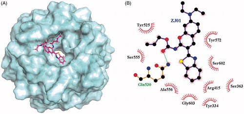 Figure 4. (A) Putative binding mode of ZJ01 to Keap1. (B) Schematic diagram showing interactions between ZJ01 and Keap1. Residues involved in hydrogen bonds and hydrophobic interactions are shown as sticks and starbursts, respectively. Molecular graphics figures were prepared with the LigPlot + program.