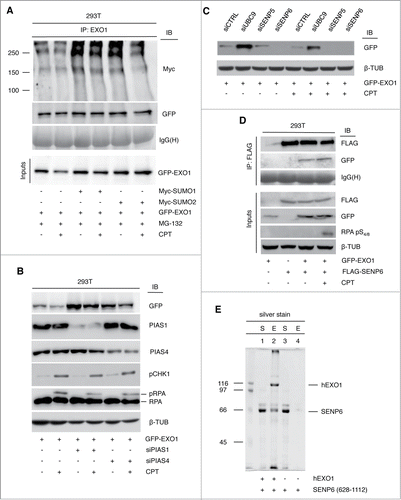Figure 4 (See previous page). EXO1 is target of sumoylation in vivo. (A) HEK-293T cells ectopically expressing GFP-EXO1 and Myc-SUMO1 or Myc-SUMO2 were treated with CPT (1 μM) and MG-132 (10 μM) for 4h. GFP-EXO1 was immunoprecipitated with a rabbit polyclonal antibody and visualized using a monoclonal antibody to the Myc-tag. The membrane was stripped and re-probed with a mouse monoclonal to GFP. IgG(H) were used as control for the quality of the IP. WCEs (inputs) were analyzed before IP. (B) PIAS1 or PIAS4 depletion increases EXO1 stability. HEK-293T cells ectopically expressing GFP-EXO1 were depleted for PIAS1 or PIAS4 and either left untreated or treated with CPT. WCEs were analyzed using the indicated antibodies. (C) Depletion of SENP6 affects EXO1 protein level. Western blot analysis of stable U2OS-GFP-EXO1 cells depleted for SENP5 or SENP6 and either left untreated or treated with CPT. WCEs were analyzed using the indicated antibodies. (D) EXO1 interacts with SENP6 in vivo. HEK-293T cells were transfected with Flag-SENP6 and GFP-EXO1 as indicated and either left untreated or treated with CPT. WCEs were immunoprecipitated with a mouse monoclonal antibody to the Flag and membranes were probed with a rabbit polyclonal antibody to GFP. The membrane was stripped and re-probed with a mouse anti-Flag monoclonal antibody. IgG(H) were used as control for the quality of the immunoprecipitation (IP). WCEs were analyzed before IP using the indicated antibodies. (E) EXO1 and SENP6 interact in vitro. Intein-tagged EXO1 was bound to chitin beads and used as prey to capture purified recombinant SENP6 protein (628–1112 aa). The silver-stained gel shows proteins remaining in the supernatant after capture (S) or elution from chitin beads (E) trapping intein-EXO1 (lanes 1 and 2) or beads alone (lanes 3 and 4). The position of EXO1 and SENP6 is indicated.