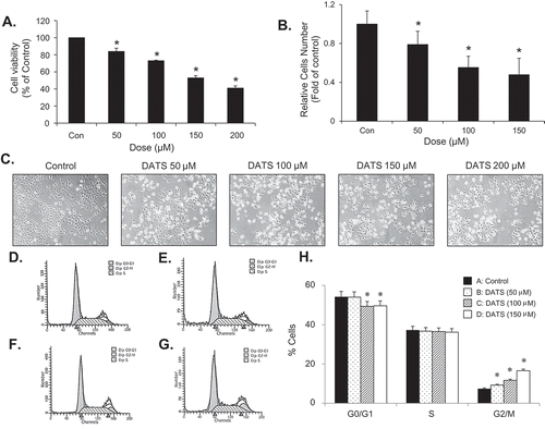 Figure 1. DATS inhibits the proliferation of bladder cancer EJ cells via G2/M-phase arrest. (a, b) Cellular viability and proliferation were determined by both MTT assays and cell counting. (c) Images of EJ cells treated with different concentrations of DATS. (d–g) Cell cycle distribution of cells treated with 0 (d), 50 (e), 100 (f), and 150 μM of DATS (g). (h) The percentage of each population in cell cycle phase is presented. Results in bar graphs are expressed as the mean ± SE from three different triplicate experiments. *p < 0.05, vs. control.