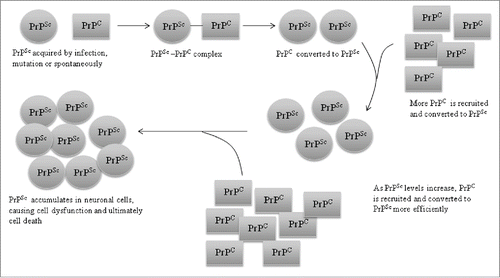 FIGURE 1. PrPse propagation in the CNS. Schematic representation of the propagation of PrPsc in neuronal cells of the CNS. PrPSc acquired by infection, mutation or spontaneous conversion of cellular PrP (PrPC) combines with PrPc thereby converting it to PrPC is recruited and converted ti PrPSc. As PrPSc levels increase PrPC recruitment and conversion become more efficient, leading to an accumulation of PrPSc in neuronal cells. PrPSc accumulation causes cell dysfunction followed by death.