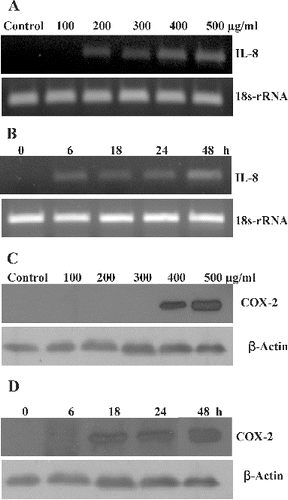 Figure 5. Effects of SiO2-NPs on mRNA levels of IL-8 gene and COX-2 protein expression in L-132. (A) Concentration-dependent effect on IL-8 gene. (B) Time-dependent effect on IL-8 gene. 18s-rRNA was used as housekeeping gene. (C) Concentration-dependent effect on COX-2 protein. (D) Time-dependent effect on COX-2 protein. The β-actin was used as a loading control.