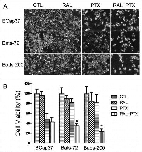 Figure 1. Raloxifene sensitizes Bats-72 and Bads-200 cells to paclitaxel. (A) Cell morphology after distinct treatments. Bcap37, Bats-72 and Bads-200 cells were plated in 6-well plates at a density of 105 cells per well for 24h before exposed to paclitaxel (5nM, 200nM and 2000nM respectively) with or without raloxifene (10μM, 10μM and 20μM respectively) for another 24h. (B) MTT assays were performed to evaluate drug-induced cytotoxicity. BCap37, Bats-72 and Bads-200 cells were cultured in 96-well plates at 104 cells per well. Density of drugs was as same as described in Figure 1A, and processing time extended to 72h. *P < 0.05 vs. PTX.