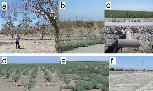 Figure 4. Examples of field sites visited in 2014. Top row (left to right): (a) abandoned walnut, (b) abandoned pomegranate, (c) irrigated corn. Bottom row (left to right): (d) newly planted almond, (e) fallowed field with weeds, (f) fallowed field barren. Photo Credit: Brett Goble.