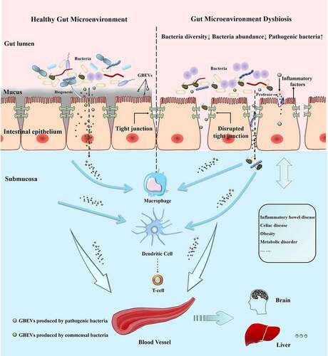 Figure 3. GBEVs mediate cross-talk between gut bacteria and host cells. GBEVs in the gut lumen can access the submucosa. Dysbiosis can lead to the disruption of tight junctions in the intestinal epithelium leading to the liberation of gut bacteria and GBEVs into the underlying submucosa, where GBEVs can activate the immune system and disseminate via the circulatory system. GBEVs, gut bacterial extracellular vesicles. GBEVs: gut bacteria-derived extracellular vesicles.