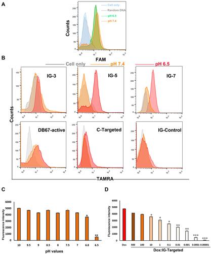 Figure 4 Construction and characterization of IGD-Targeted. (A) Evaluation of pH-sensitive ability of DB67-active. DB67-active was incubated with IMR32 cells at pH 6.5 or 7.4. Fluorescence intensity of cells were assessed by flow cytometry. (B) Binding specificities evaluation. ssDNA strands with different length and sequences were all modified with fluorescent groups and quenching groups. Sequences were incubated with IMR32 in prepared buffers at different pH (6.5 and 7.4) at 37°C for 30 min. Cells were washed by PBS with equivalent pH and evaluated by flow cytometry. (C) Evaluation of IG-Targeted formation mechanism. IG-Targeted was modified with fluorescent groups and quenching groups, and treated in various pH environments (pH 6.5–10) and the fluorescence was monitored by fluorescence spectrometry (The difference compared with pH 10 was labeled with *, *p < 0.05, **p < 0.01). (D) Fluorescence histogram of doxorubicin solution (5 nM) with increasing molar ratios of the IG-Targeted. The fluorescence quenching indicates Dox loading into IG-Targeted (The difference compared with Free Dox was labeled with *, *p < 0.05, **p < 0.01, ***p < 0.001).