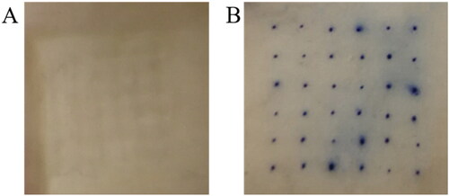 Figure 12. A Skin penetration test (A: unstained skin pinhole; B: 0.4% trypan blue solution-stained skin pinhole).