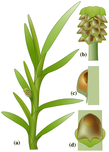 Figure 5. Reconstruction of Yuhania. (a) Shoot with leaves and aggregate fruit, (b) pedicellate aggregate fruit, (c) longitudinal section of a carpel/fruitlet, showing an ovule/seed inserted on floral axis and enclosed in ovary, and (d) surface view of a carpel/fruitlet, showing an ovule/seed inserted on floral axis and enclosed in ovary.
