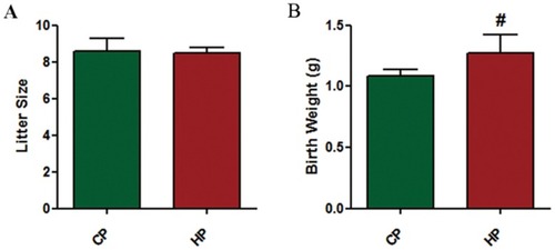 Figure 3 Reproductive outcome of pregnant mice. Litter size (A) and body weight at birth (B) of fetal mice by each female mouse from CP and HP experimental groups were recorded. Data are expressed as the mean ± SD values (n = 15). #P <0.05 vs CP group.
