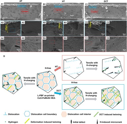 Figure 5. Fracture mechanisms of H-charged L-PBF CoCrFeMnNi HEA: (a) AP, (b) HT, and (c) DCT. Blue (surface area) indicates the H-affected zone, and red (center area) indicates the less-H-affected zone; (d) Schematic diagram of the microstructural evolution subjected to post-treatments and subsequent tensile deformation after hydrogen charging.