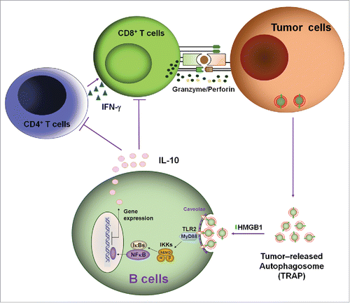 Figure 7. A proposed mode for the mechanisms and functions of IL-10-producing B cells induced by TRAPs. Membrane-bound HMGB1 on the intact TRAPs activate TLR2 on B cells, leading to TLR-mediated MyD88/NF-κB activation and secretion of IL-10 that may impair antitumor T cell response and ultimately lead to tumor growth.