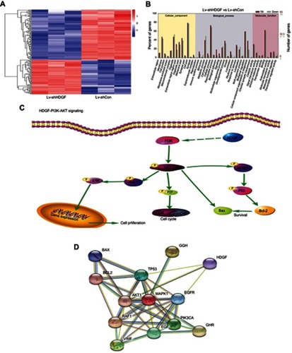 Figure 6 HDGF downregulated affects PI3K-AKT pathway. (A) Heat map representing unsupervised hierarchical clustering of mRNA expression levels in 253J cells infected with Lv-shHDGF or Lv-shCon. Red and Blue indicate high and low expression respectively. (B) Go analysis including the cellular component, biological process and molecular function was performed on DEGs. (C) Hepatoma-derived growth factor (HDGF) positively regulates PI3K-AKT signaling pathway based on KEGG analysis. (D) PPI analysis of HDGF and the PI3K-AKT pathway related genes.