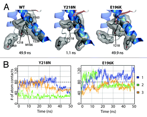 Figure 8. Loss of hydrophobic packing around in the X-loop in Y218N simulations. (A) Relevant residues involved in X-loop packing interactions are shown in sticks for simulation 2 of WT, Y218N, and E196K (B) Number of atom contacts between residues Y163, M166, Y169, F175, Y/N218, and Y225. Window averages (100 ps) of number of atom contacts are shown for all mutant simulations. The average number of atom contacts of the last 25 ns of the WT simulations is shown in dashed lines.