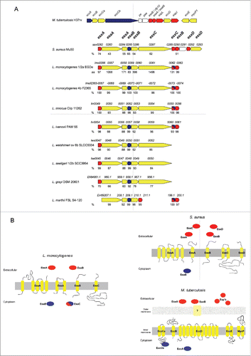 Figure 1. The ESX-1 locus. (A) Comparison of ESX-1 loci of M. tuberculosis, S. aureus, L. monocytogenes EGDe, and other Listeria species as indicated. Protein homology percentages relative to L. monocytogenes EGDe are indicated under each corresponding encoding gene. (B) Schematic representation showing membrane topology or soluble character of proteins encoded by the L. monocytogenes, S. aureus and M. tuberculosis ESX-1 locus. (A and B) Genes and proteins are colored following the same code: red corresponds to WXG100 encoding genes or proteins predicted to be secreted to the extracellular medium; blue indicates genes predicted as encoding soluble cytoplasmic proteins; yellow is related to genes or proteins predicted as transmembrane proteins.