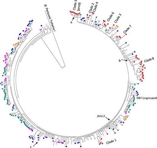 Figure 3. Phylogenetic relationships of Iranian ptxP3 B. pertussis isolates with global isolates. The tree was inferred using maximum parsimony method using B. pertussis Tohama I as an outgroup. A total of 304 ptxP3 isolates from different continents were included (Red: Iran, Blue: The USA, Green: UK, Pink: Australia) (details of the isolates are available in Supplementary File-1). Iranian isolates showed the same clustering as clade 2–8 except isolates in clade 1 that were interspersed with isolates from other countries. Clade 5 had 12 clade supporting SNPs, seven of which were shared with UK98 prn2 isolate (green circle) and two nsSNPs positioned in BP2548 and BP3694 and one mutation in the promoter of BP0359 were still unique to Iranian isolates (Node marked with a). For 6 clade 8 specific SNPs, five were shared with one Canadian isolate (B062, isolated in 2001) and one nsSNPs located in B1245 was still unique to Iranian isolates (Node marked with b). The only ptxP3/fim3-1 Iranian isolate (IR145) was grouped with fim3-1 isolates from USA (Node marked with c).