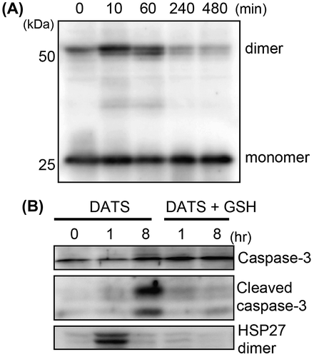 Fig. 3. Formation of HSP27 dimer and cleaved caspase-3 in DATS-treated U937.Notes: U937 cells were treated with 10 μM DATS for the times indicated in the panels. (A) HSP27 dimer formation was evaluated by non-reduced SDS-PAGE followed by Western blotting. (B) HSP27 dimer formation and the cleavage of caspase-3 were detected by Western blotting. U937 cells were also pretreated with GSH (1 mM) for 30 min prior to the DATS treatment (DATS + GSH).