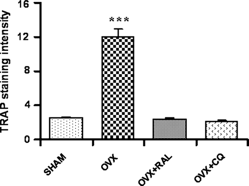 Figure 5.  Tartrate-resistant acid phosphatase (TRAP) staining intensity score in bone sections measured using the software in Sham control (SHAM), ovariectomized (OVX), ovariectomized and raloxifene-treated (OVX + RAL), and ovariectomized and Cissus quadrangularis extract-treated (OVX + CQ) groups. SHAM versus OVX: ***P<0.001 (one-way ANOVA, Bonferroni's test).