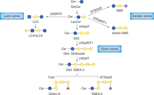Figure 3. Role of Globo H and SSEA-4 in tumor survival and angiogenesis.The Globo series glycosphingolipids include SSEA-3, the precursor to SSEA-4 and Globo H, which play a role in immune suppression and angiogenesis making them targets for potential new therapies.GSL: Glycosphingolipid.