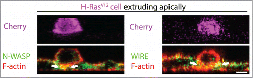 Figure 3. N-WASP-WIRE mediated lateral F-actin stabilization during the single outgrowth of H-RasV12 expressing cell. Immunofluorescence XZ cross-section of a H-RasV12 –Cherry (magenta) expressing cell that is in the process of extrusion also stained for F-actin (phalloidin, red), N-WASP (green) or WIRE (green). The white arrows in the image indicate the concentration of colocalized N-WASP/WIRE with F-actin at the basolateral interface of wild type and transformed cell during apical extrusion. Scale Bars: 5 μm.
