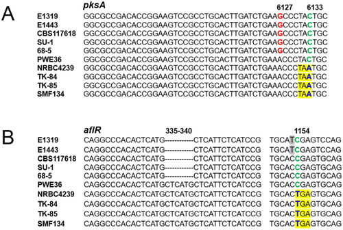 Figure 1. Alignment of portions of pksA/aflC sequences (A); aflR sequences (B) from Aspergillus parasiticus isolates, PWE36, and Aspergillus sojae strains. SNPs in blue that yield pre-termination codons in pksA/aflC (TAA) and aflR (TGA) genes, respectively, are yellow highlighted. Numbers correspond to nucleotide positions in A. sojae gene sequences.