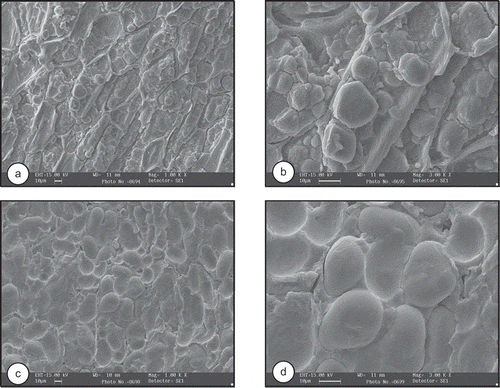 Figure 5  Photomicrographs of soy (a, b) and red gram (c, d) perpendicular to the hilum.