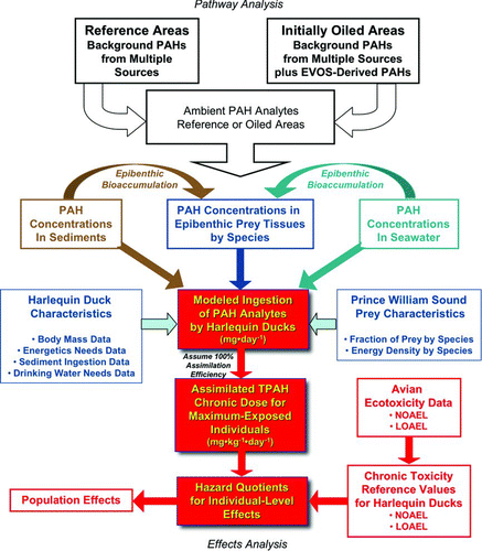 Figure 1 Harlequin Duck risk assessment framework. Pathways conceptual model showing: (a) the sources of PAHs in the PWS environment in reference and initially oiled sites; (b) concentrations of PAHs in sediments, seawater, and prey tissues; (c) risk assessment model inputs, including characteristics of Harlequin Ducks in PWS and their prey; (d) elements of the risk assessment model; (e) generation of assimilated doses; (f) development of chronic toxicity reference values for Harlequin Ducks; and (g) assessment of individual- and population-level effects.