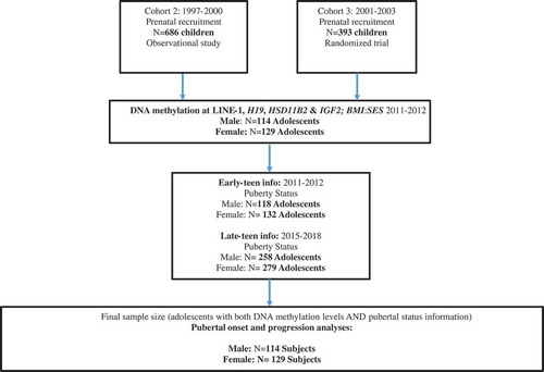 Figure 1. Selection of ELEMENT subjects for the study1.1Offspring from enrollment cohorts 2 and 3 were re-contacted and re-enrolled based on availability of prenatal and neonatal biospecimens. We did not re-contact Cohort 1 participants, originally recruited in 1994–96, because the majority had advanced stages or had completed pubertal development.