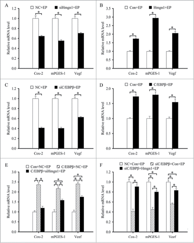 Figure 9. Hmgn1 mediates the effects C/EBPβ on the expression of Cox-2, mPGES-1 and Vegf. (A) Effects of Hmgn1 siRNA on the expression of Cox-2, mPGES-1 and Vegf. (B) Effects of Hmgn1 overexpression on the expression of Cox-2, mPGES-1 and Vegf. (C) Effects of C/EBPβ siRNA on the expression of Cox-2, mPGES-1 and Vegf. (D) Effects of C/EBPβ overexpression on the expression of Cox-2, mPGES-1 and Vegf. (E) The expression of Cox-2, mPGES-1 and Vegf after stromal cells were co-transfected with C/EBPβ overexpression plasmid and Hmgn1 siRNA. (F) The expression of Cox-2, mPGES-1 and Vegf after stromal cells were co-transfected with C/EBPβ siRNA and Hmgn1 overexpression plasmid.