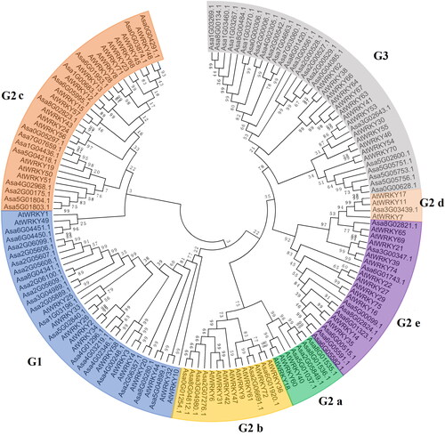 Figure 1. Unrooted phylogenetic tree of WRKY transcription factors (TFs) of Arabidopsis thaliana and garlic. The AsWRKY proteins were divided into seven subgroups, which are in different colours within the tree.