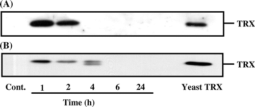 Fig. 1. The digestibility of yeast TRX in the stomach of the mouse.Notes: Recombinant yeast TRX was administered orally to mice at a dosage of 100 mg/kg body weight in a 0.85% NaCl solution. At 1, 2, 4, 6, and 24 h after administration, the stomachs were excised from the mice. Yeast TRX in the stomach contents were detected by the western blot method (A). Yeast TRX in the gastric walls was detected by immunoprecipitation and the western blot method (B). Ten nanograms of recombinant yeast TRX was loaded as a control for detection.