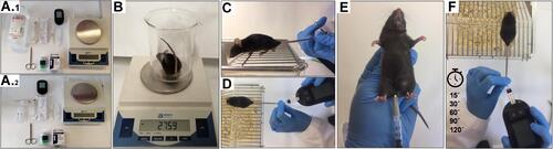 Figure 2 Illustrative representation of the GTT experimental protocol. (A1) Material and equipment required for GTT (20% glucose stock solution, 1-mL syringes, 25–27-G needles, microsurgery scissors, glucose test strips, glucometer, lab balance). (A2) Material and equipment required for ITT (Insulin, sterile saline, 1-mL syringes, 25–27-G needles, microsurgery scissors, glucose test strips, glucometer, lab balance). (B) Animals are weighed before the beginning of the experimental procedure for the estimation of proper amount of Glucose/Insulin. (C) Tail tip of the manually restrained mouse is cautiously snipped with sharp scissors. (D) Measurement of the basal glucose. The blood is obtained from the lifted tail of the mouse and the small drop is placed directly on a test strip. (E) i.p. injection. (F) Evaluation of blood glucose 30, 60, 90 and 120 mins after injection.