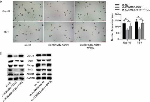 Figure 5. Continued.